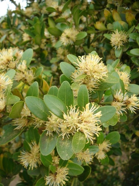 Buxus balearica P16